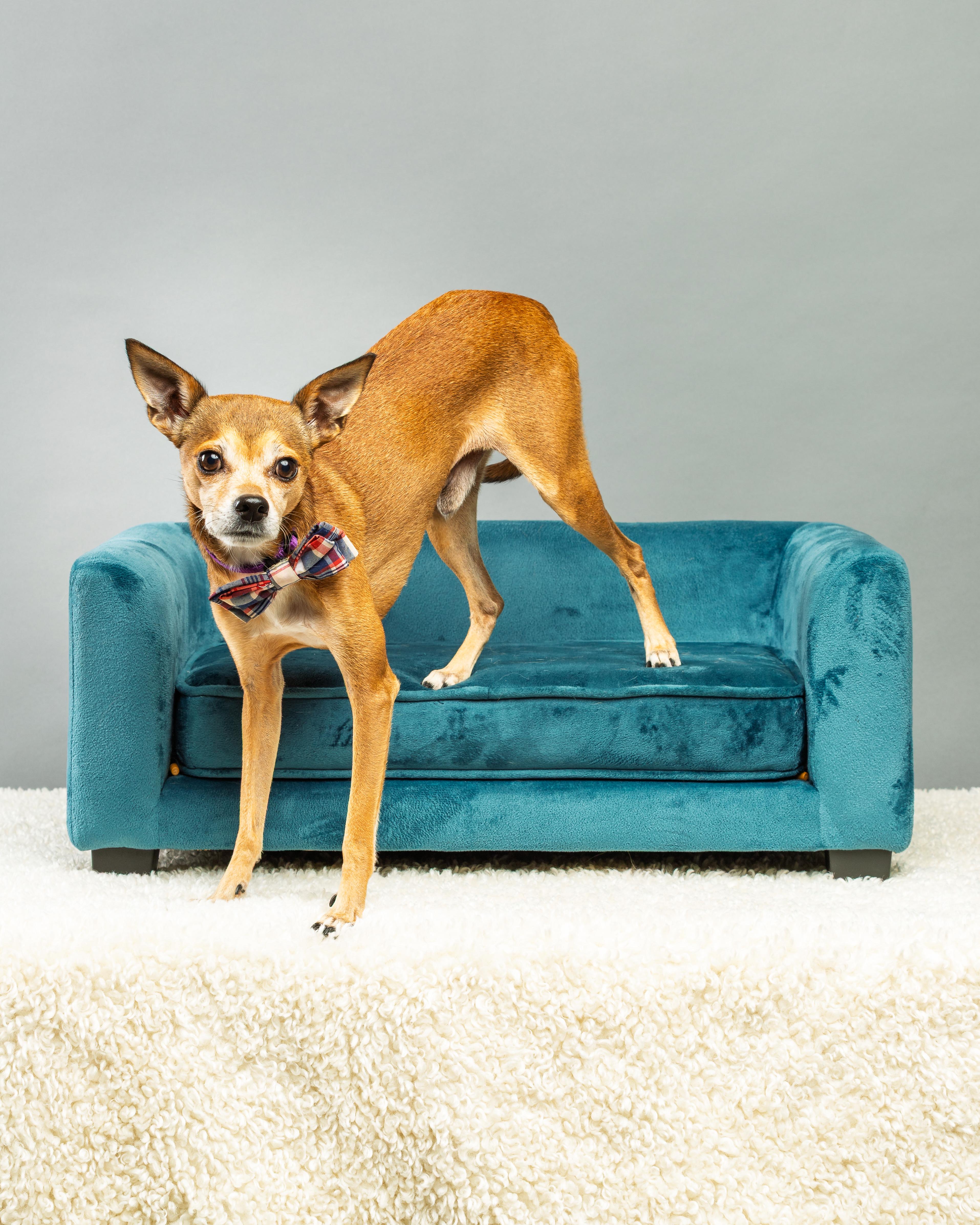 Enlarge Marty, a Adoptable Chihuahua in Plano, TX image 5/6