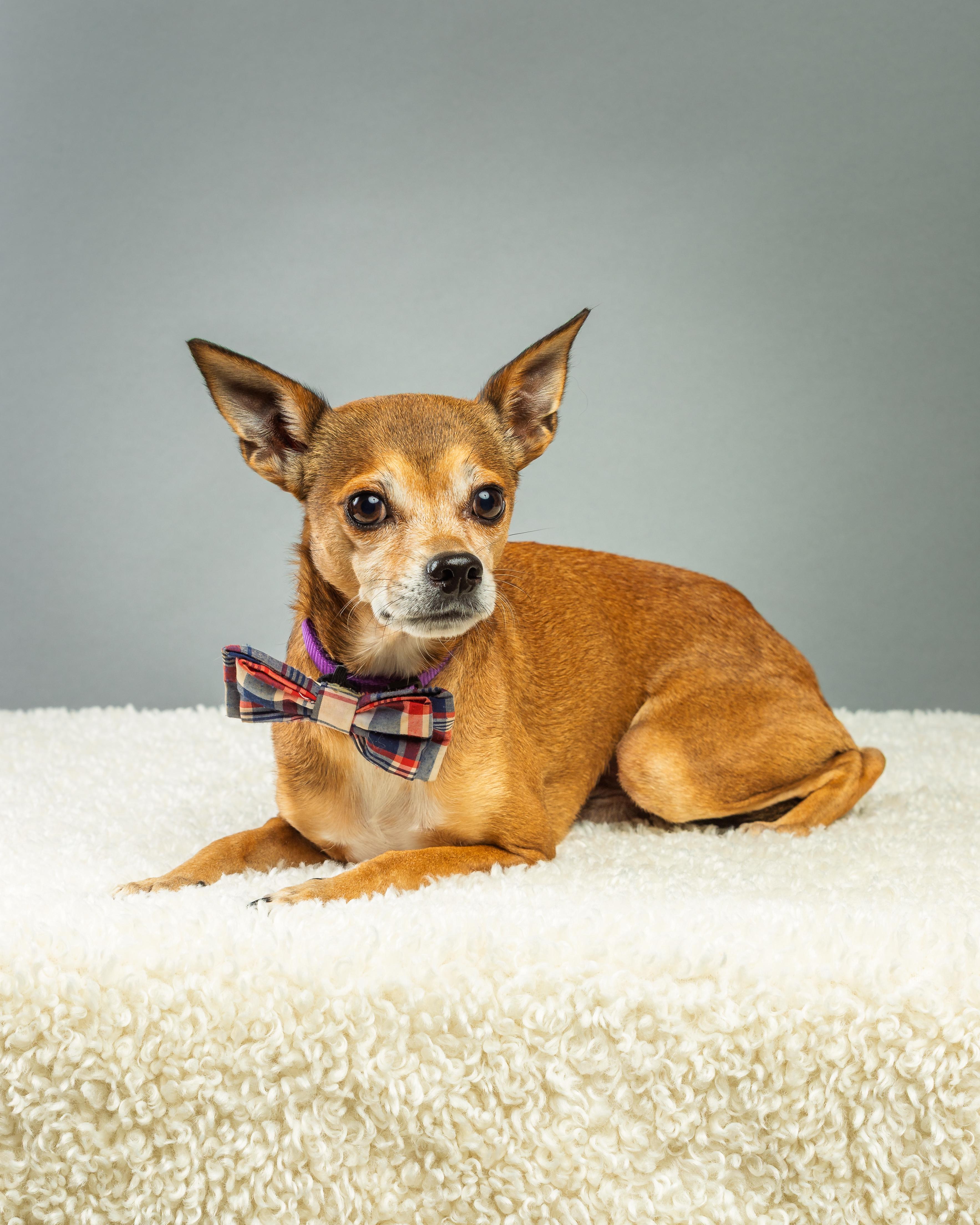 Marty, Adoptable, Adult Male Chihuahua.