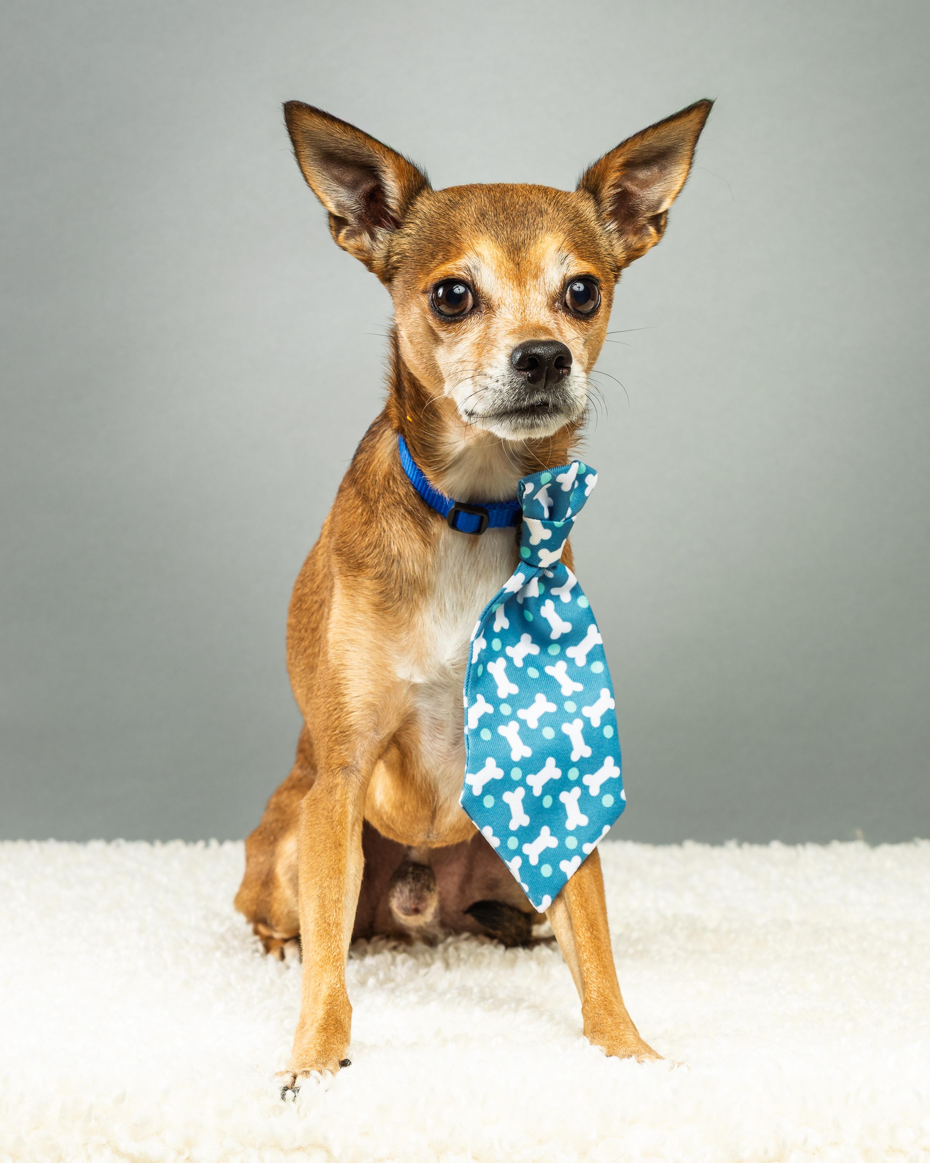 Enlarge Marty, a Adoptable Chihuahua in Plano, TX image 3/6
