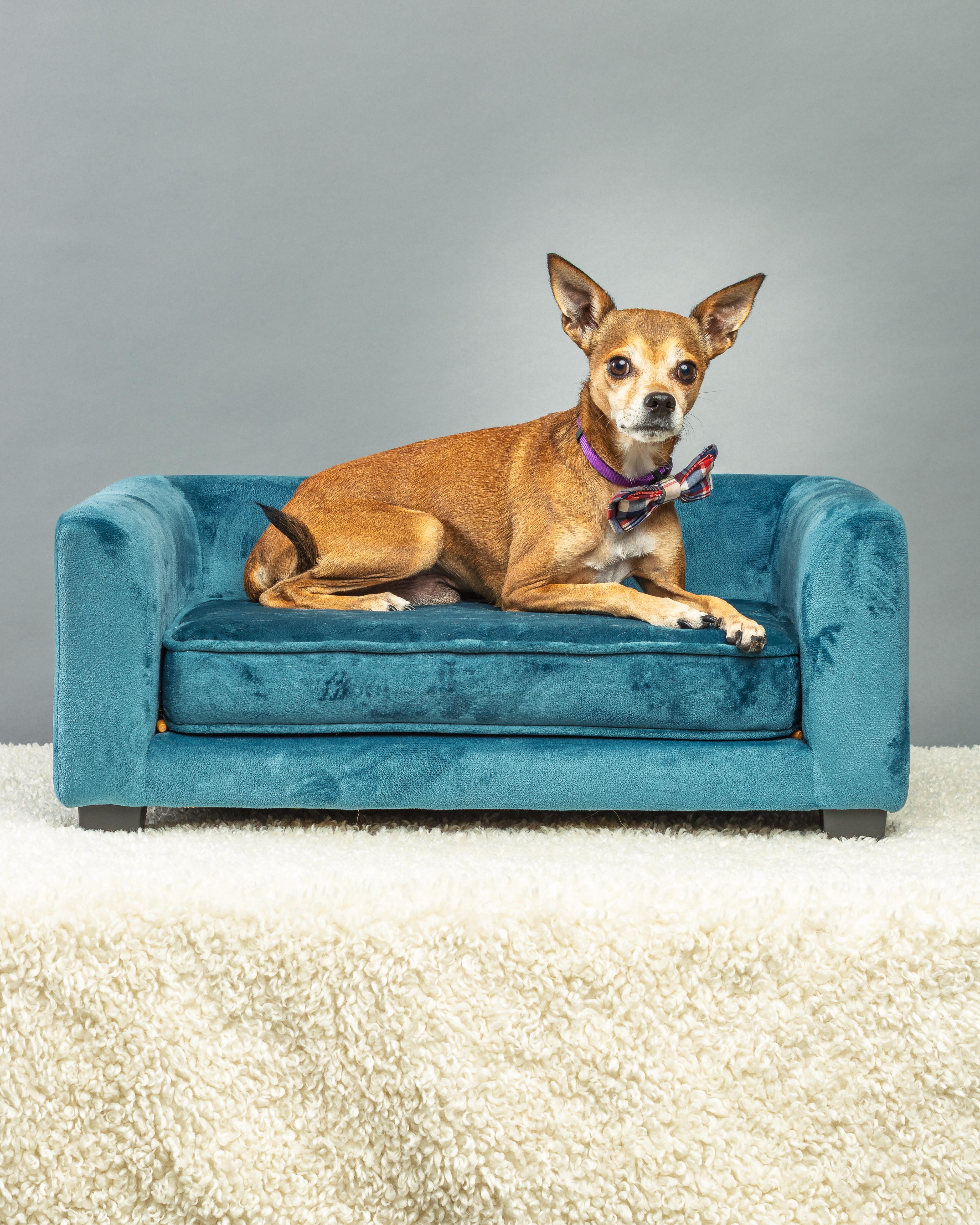 Enlarge Marty, a Adoptable Chihuahua in Plano, TX image 4/6