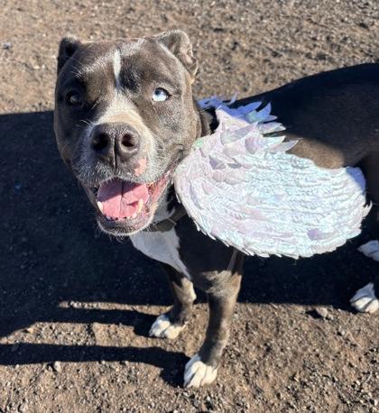 Anna, a Adoptable mixed breed in Pendleton, OR image 1/3