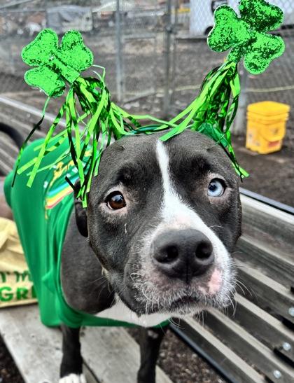 Anna, a Adoptable mixed breed in Pendleton, OR image 1/3