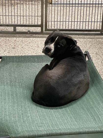 Anna, a Adoptable mixed breed in Pendleton, OR image 1/3