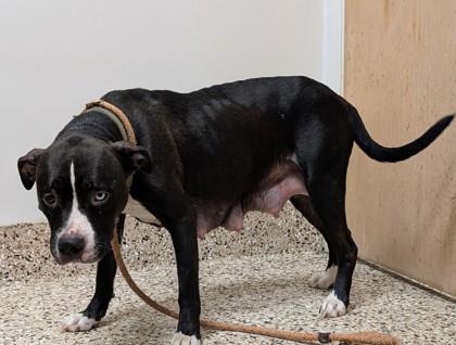 Anna, a Adoptable mixed breed in Pendleton, OR image 3/3