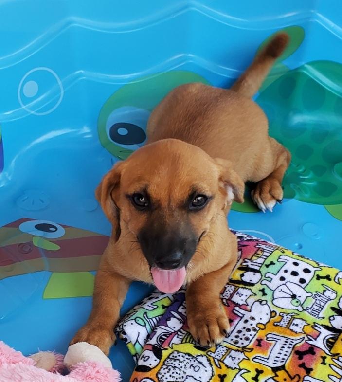 Suki, Adopted, Adult Female Chihuahua.