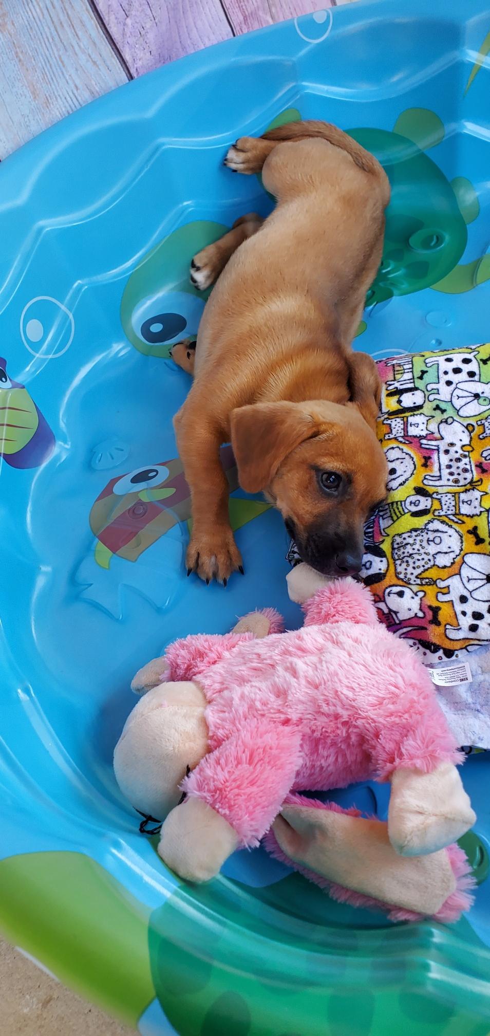 Enlarge Suki, a Adopted mixed breed in Bakersfield, CA image 4/6