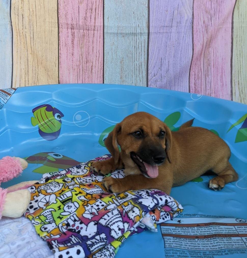 Enlarge Suki, a Adopted mixed breed in Bakersfield, CA image 5/6