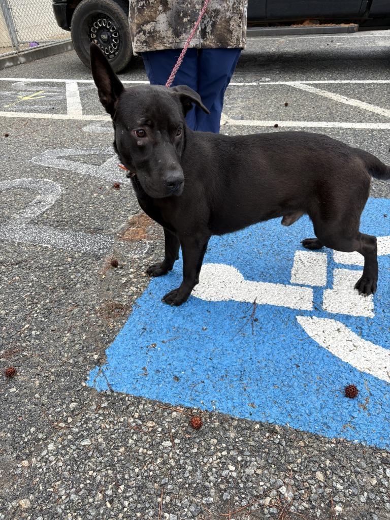 Sal, Adoptable, Young Male Terrier.