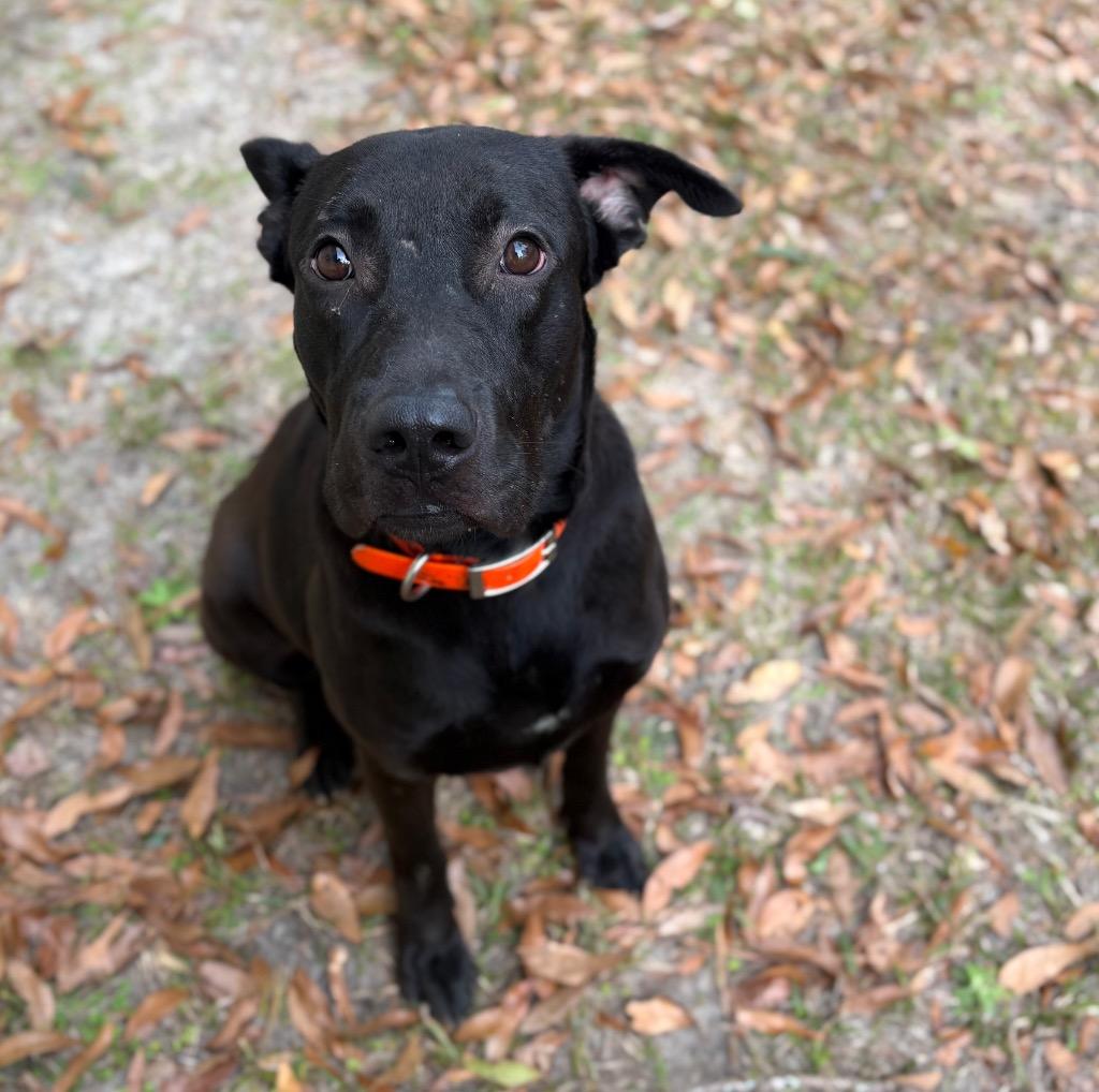 Enlarge Sal, a Adoptable mixed breed in Springfield, GA image 1/1
