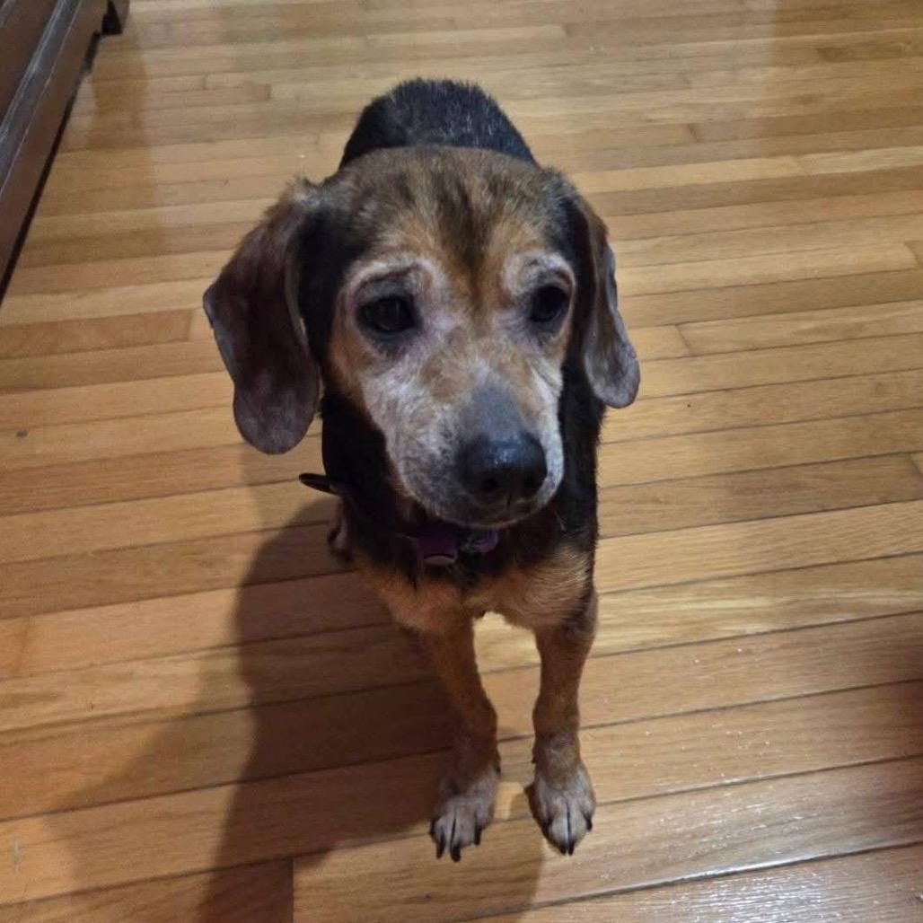 Petal, Adoptable, Senior Female Beagle.