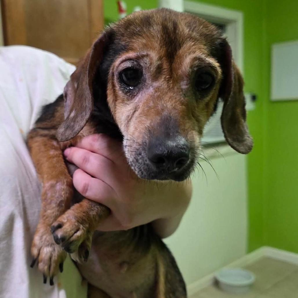Petal, a Adoptable Beagle in Jackson, MO image 2/2
