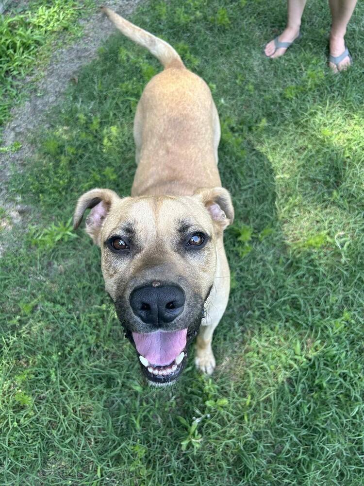 Myers, Adoptable, Young Male Labrador Retriever & Boxer.