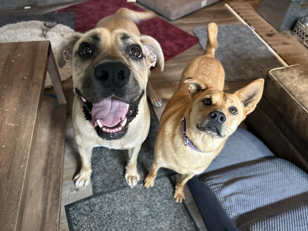 Enlarge Myers, a Adoptable mixed breed in Youngsville, NC image 2/6