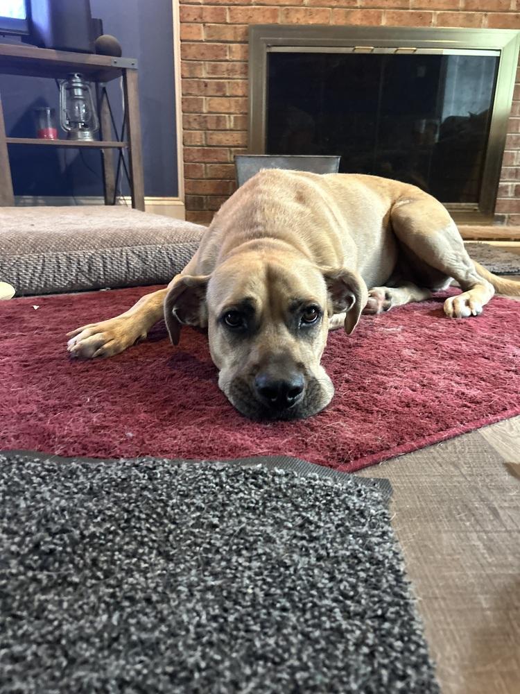 Enlarge Myers, a Adoptable mixed breed in Youngsville, NC image 3/6