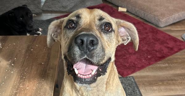 Enlarge Myers, a Adoptable mixed breed in Youngsville, NC image 4/6