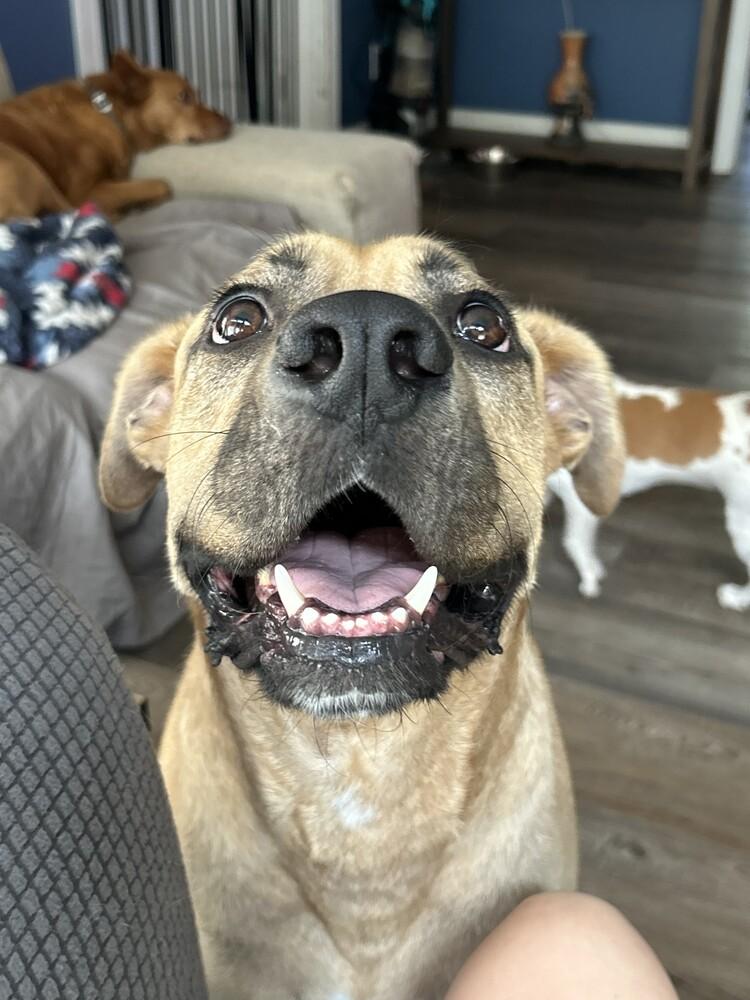 Enlarge Myers, a Adoptable mixed breed in Youngsville, NC image 5/6