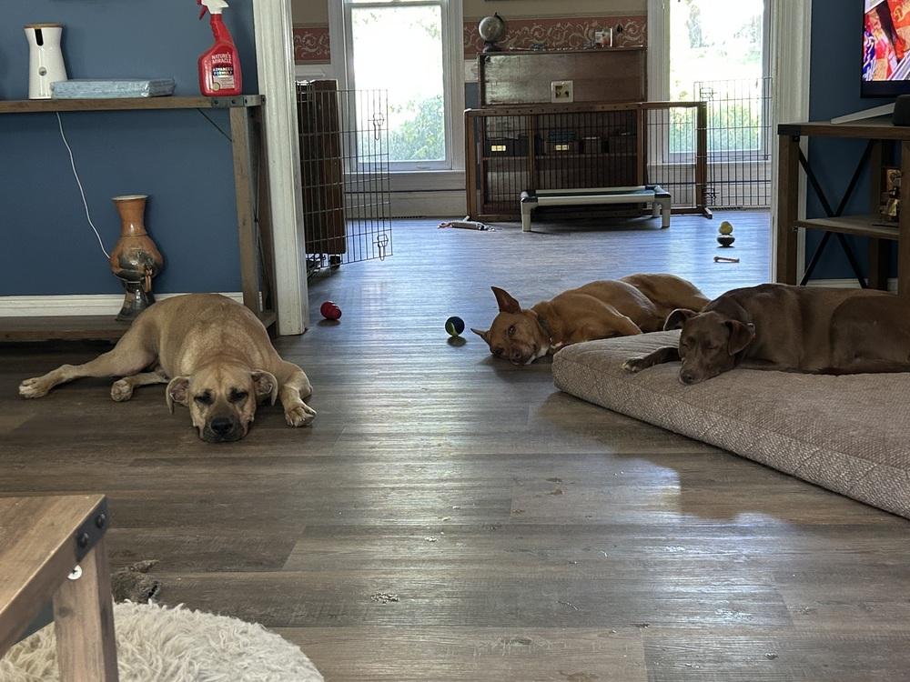 Enlarge Myers, a Adoptable mixed breed in Youngsville, NC image 6/6