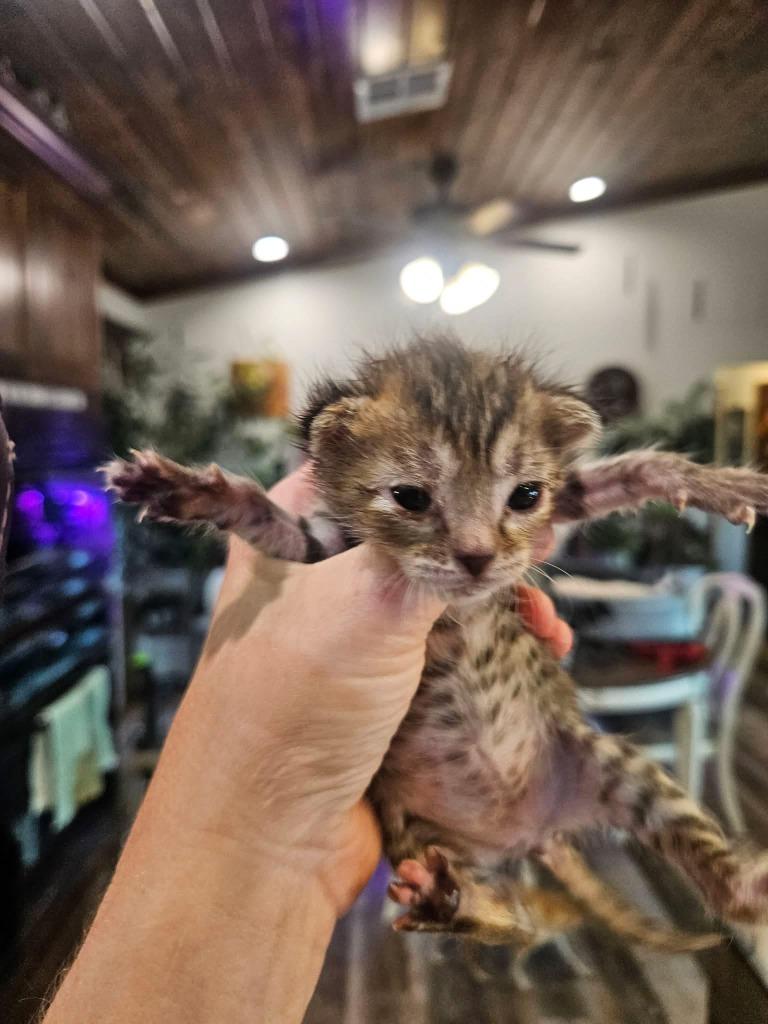 Dalores, Adoptable, Kitten Female Domestic Short Hair.