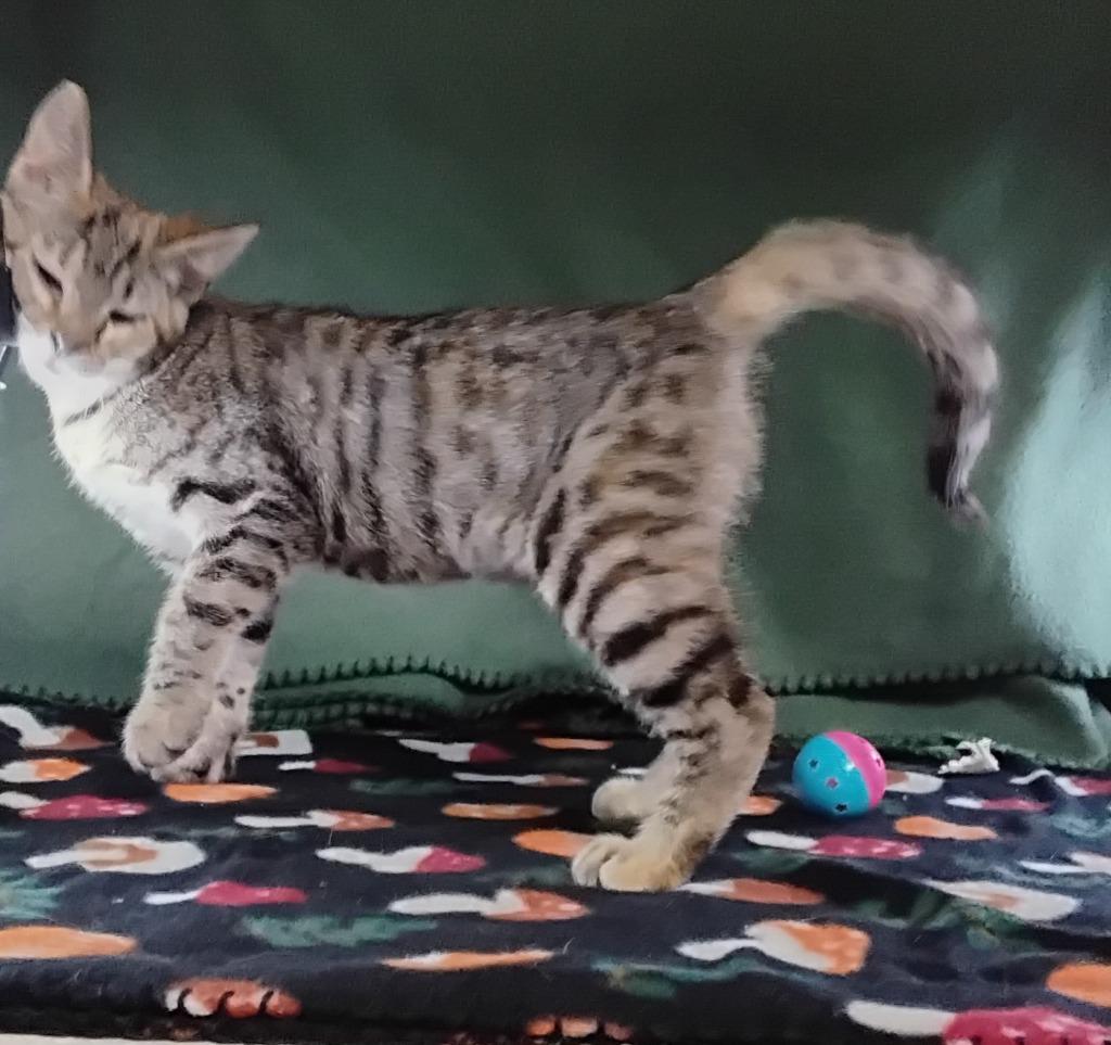 Enlarge Dalores, a Adoptable mixed breed in Ada, OK image 2/3