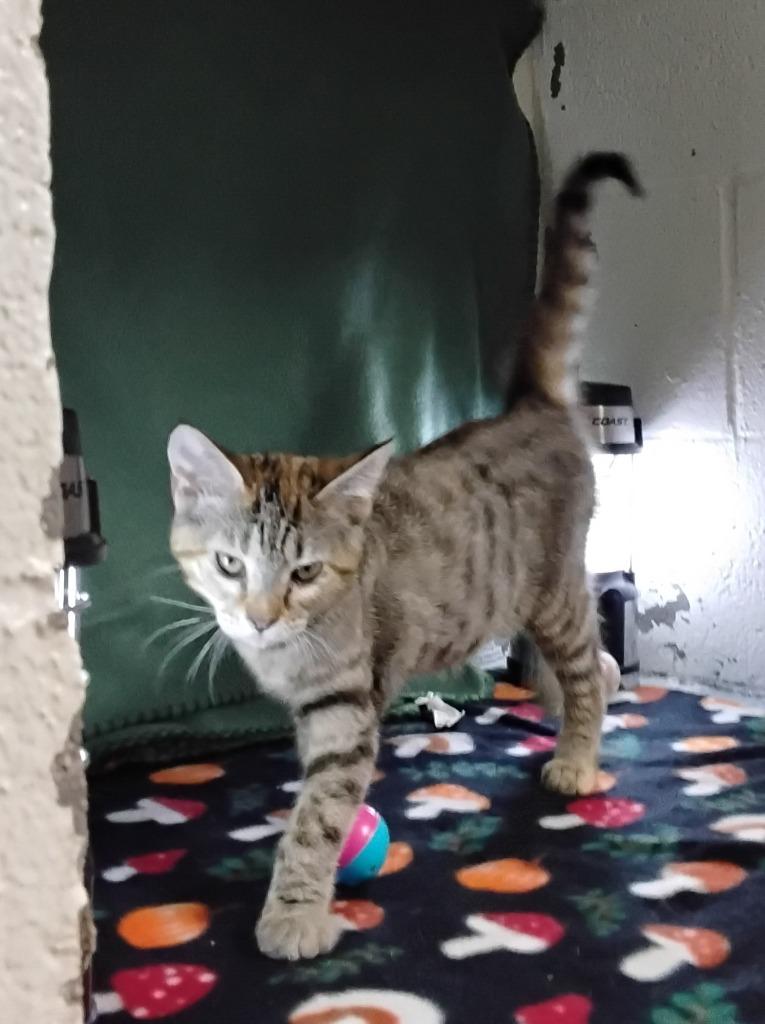 Enlarge Dalores, a Adoptable mixed breed in Ada, OK image 3/3