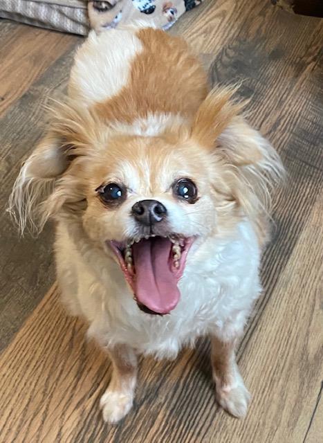 Enlarge Jake and Lucy, a ADOPTABLE Papillon in RUSSIAVILLE, IN image 2/6