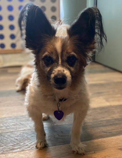 Enlarge Jake and Lucy, a ADOPTABLE Papillon in RUSSIAVILLE, IN image 1/6