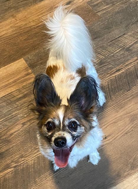 Enlarge Jake and Lucy, a ADOPTABLE Papillon in RUSSIAVILLE, IN image 6/6