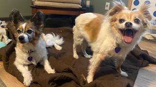 Enlarge Jake and Lucy, a ADOPTABLE Papillon in RUSSIAVILLE, IN image 3/6