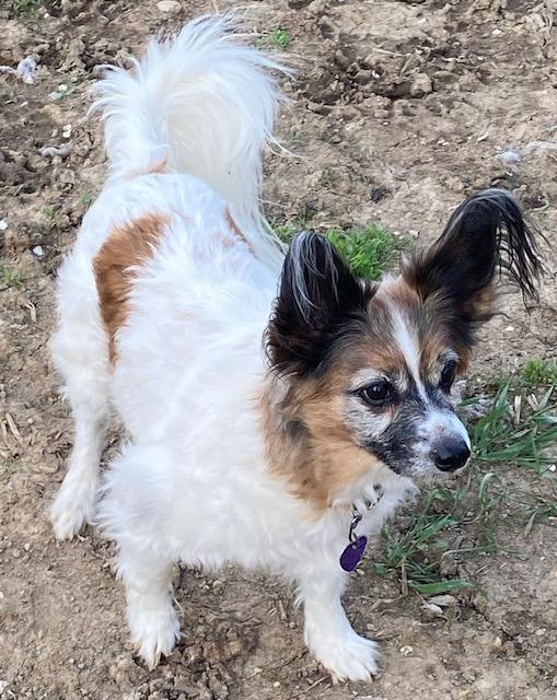 Enlarge Jake and Lucy, a ADOPTABLE Papillon in RUSSIAVILLE, IN image 4/6