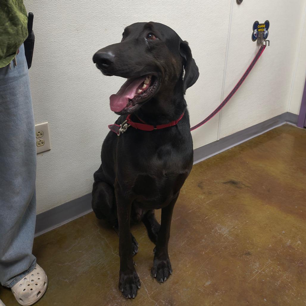 Otis, Adoptable, Adult Male Doberman Pinscher & Mixed Breed.