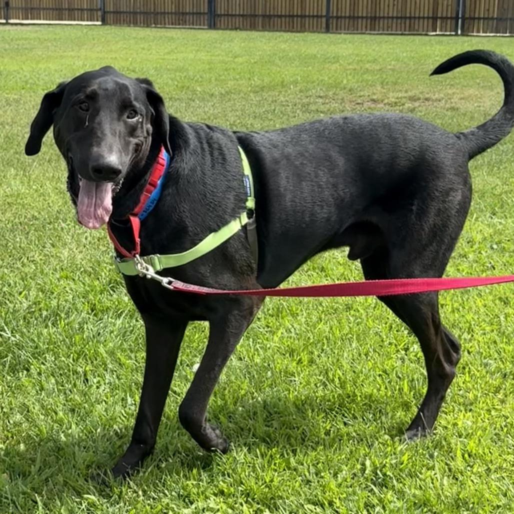 Enlarge Otis, a Adoptable mixed breed in Albuquerque, NM image 2/5