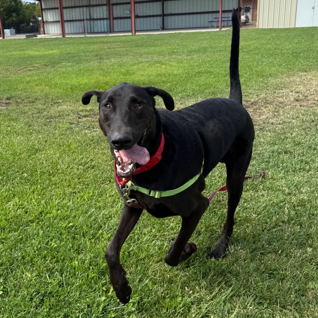 Enlarge Otis, a Adoptable mixed breed in Albuquerque, NM image 4/5