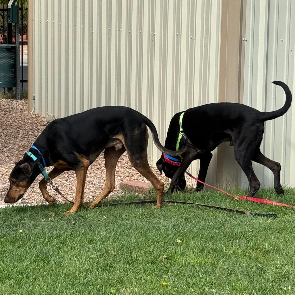 Enlarge Otis, a Adoptable mixed breed in Albuquerque, NM image 5/5