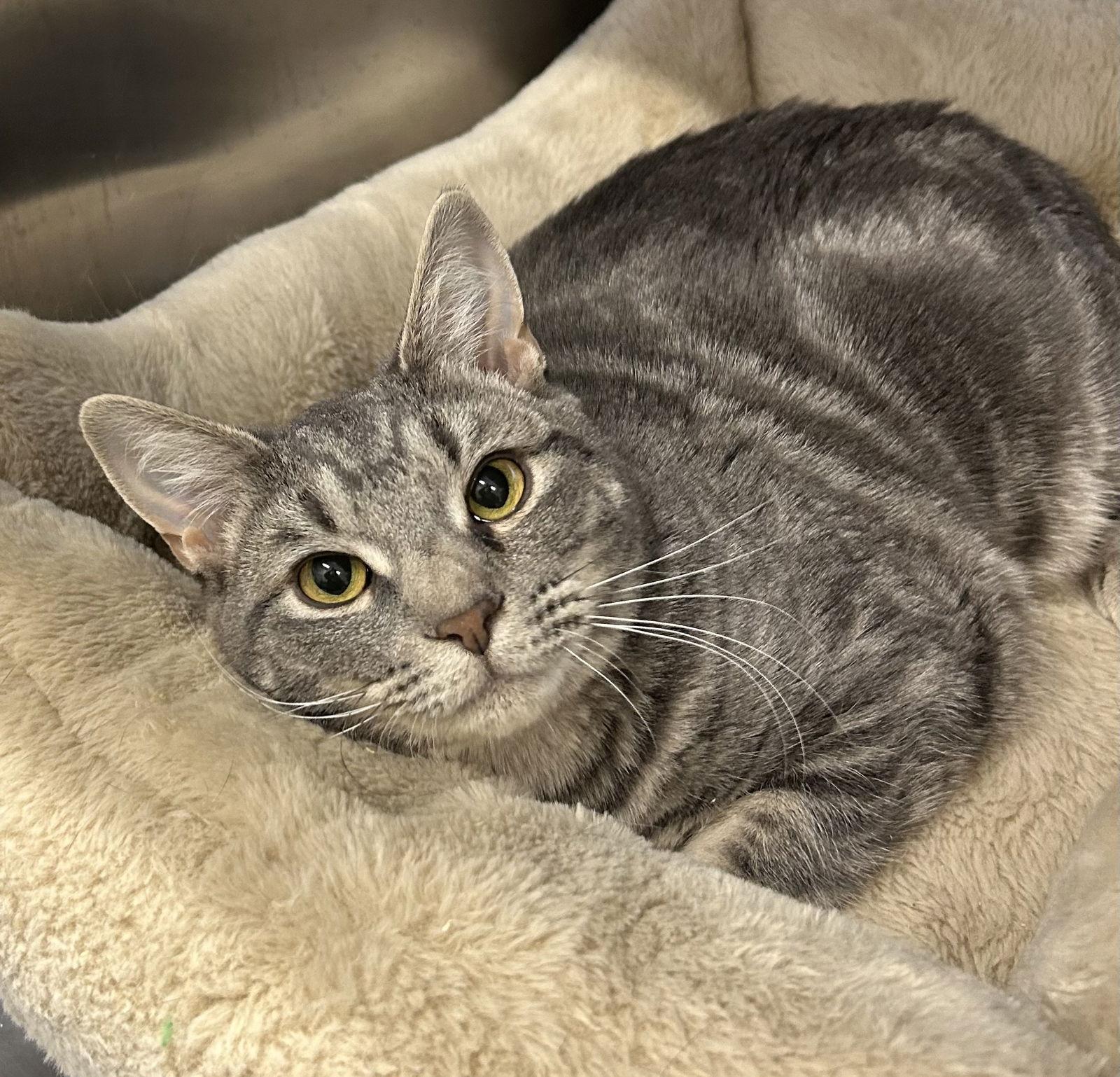 Alex, Adoptable, Young Female Domestic Short Hair.