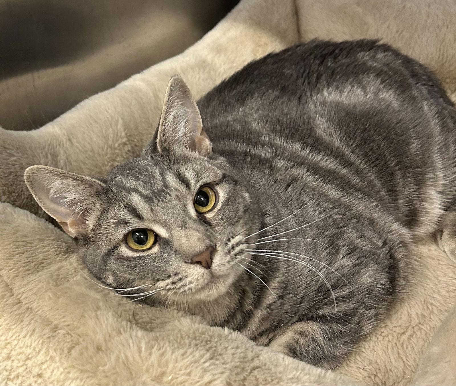 Enlarge Alex, a Adoptable Domestic Short Hair in Arlington, VT image 2/3