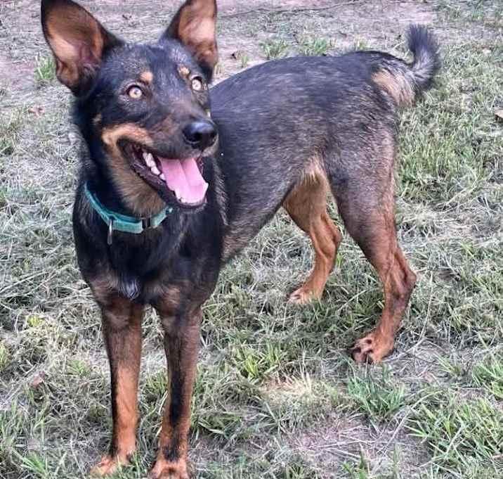 Winona, Adoptable, Adult Female Australian Kelpie & German Shepherd Dog.