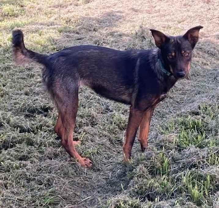 Winona, a Adoptable mixed breed in Brookshire, TX image 2/4