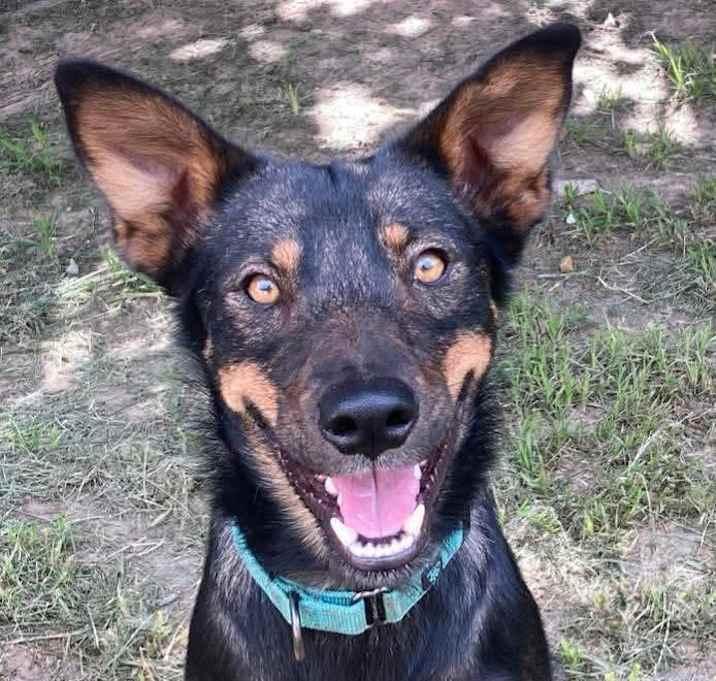 Winona, a Adoptable mixed breed in Brookshire, TX image 4/4
