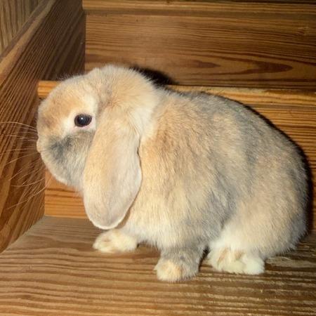 Thatcher, Adoptable, Young Male Mini Lop.