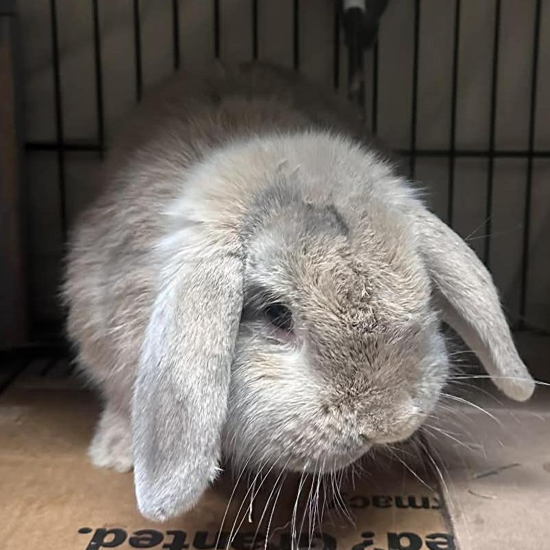 Enlarge Thatcher, a Adoptable Mini Lop in Baltimore, MD image 2/3