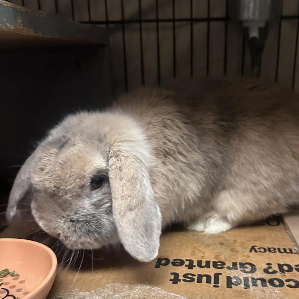 Enlarge Thatcher, a Adoptable Mini Lop in Baltimore, MD image 3/3