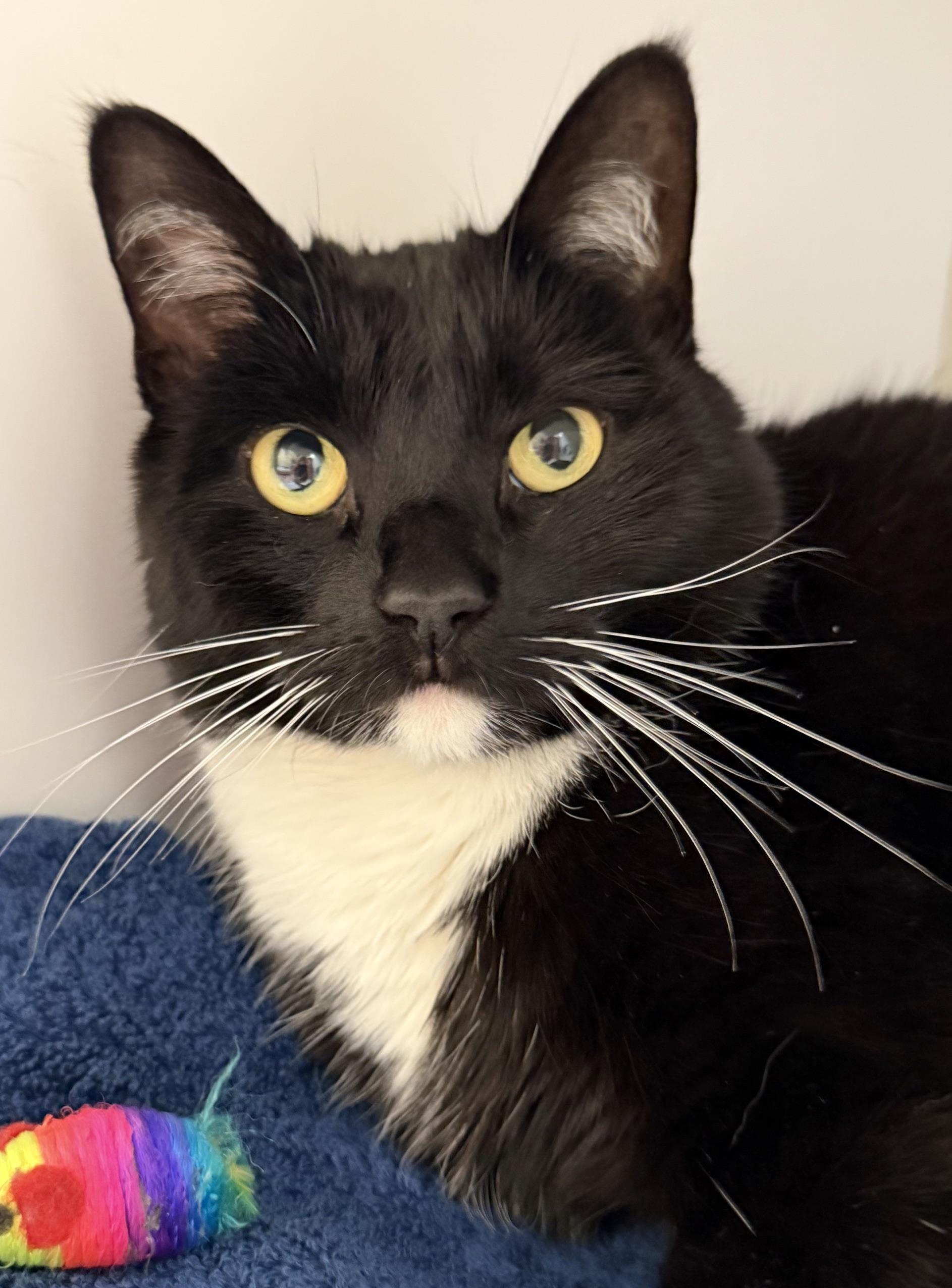 Lila, ADOPTABLE, Adult Female Domestic Short Hair.