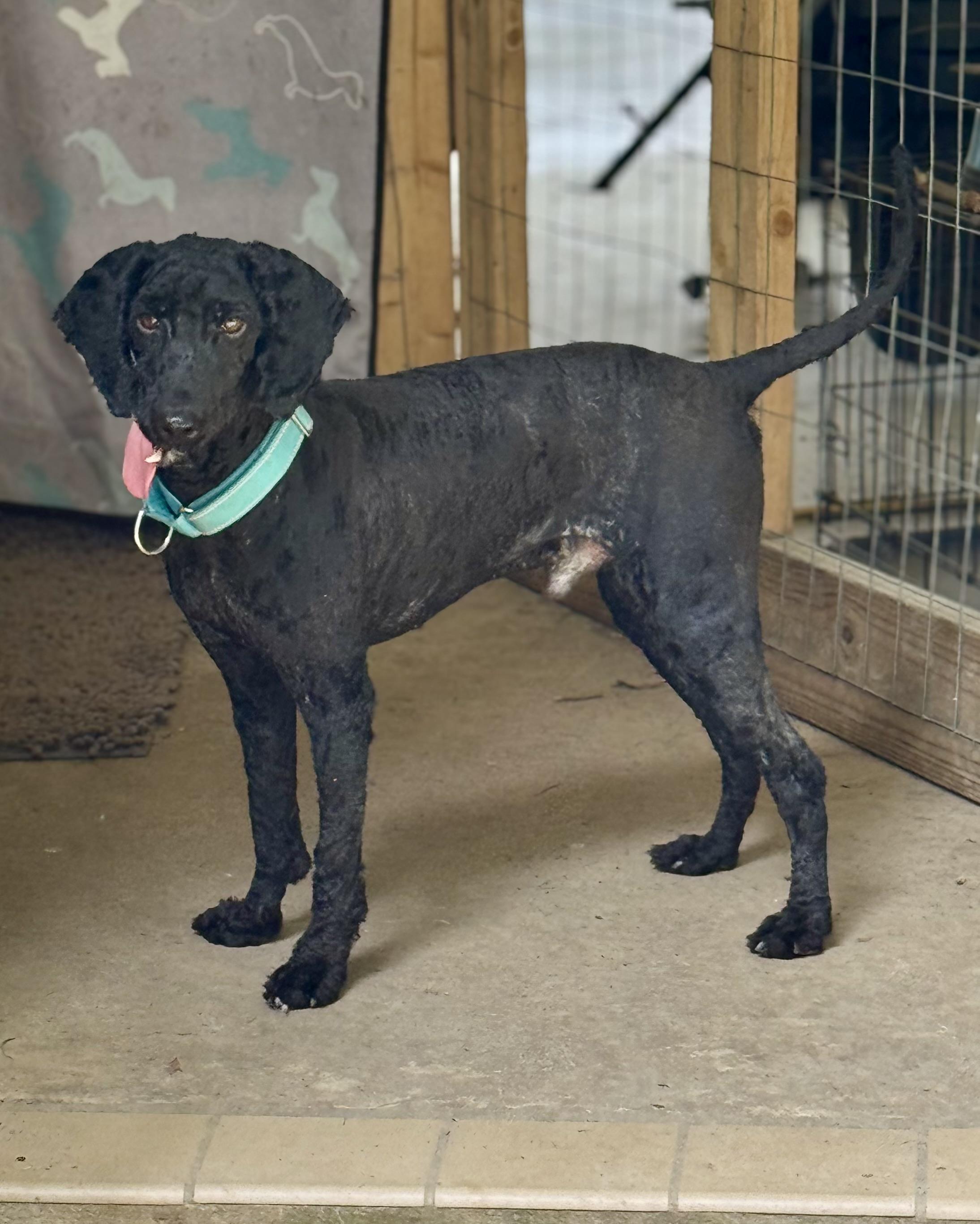 HashBrown, ADOPTABLE, Adult Male Miniature Poodle.