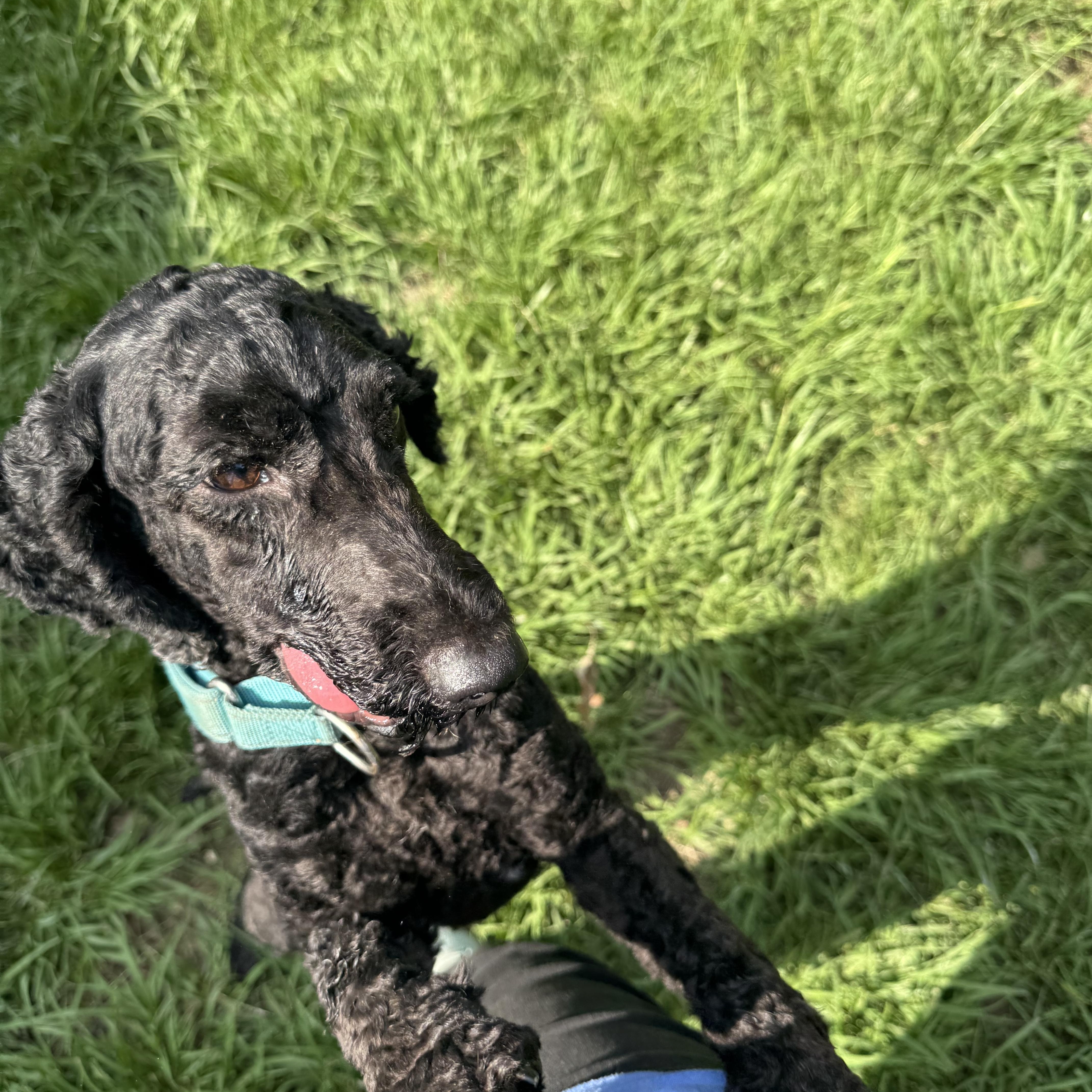 HashBrown, a ADOPTABLE Miniature Poodle in Baker, LA image 3/6