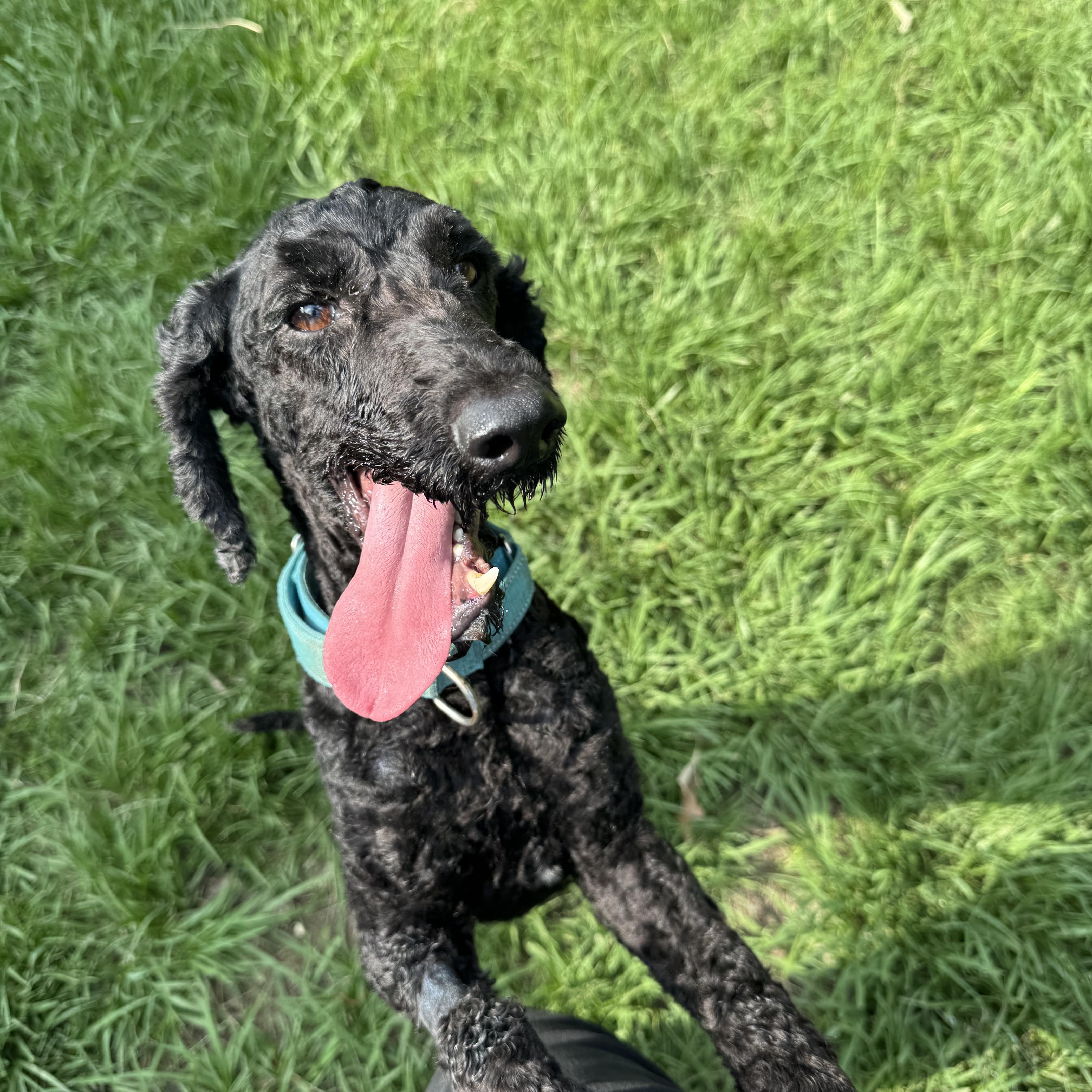 HashBrown, a ADOPTABLE Miniature Poodle in Baker, LA image 6/6