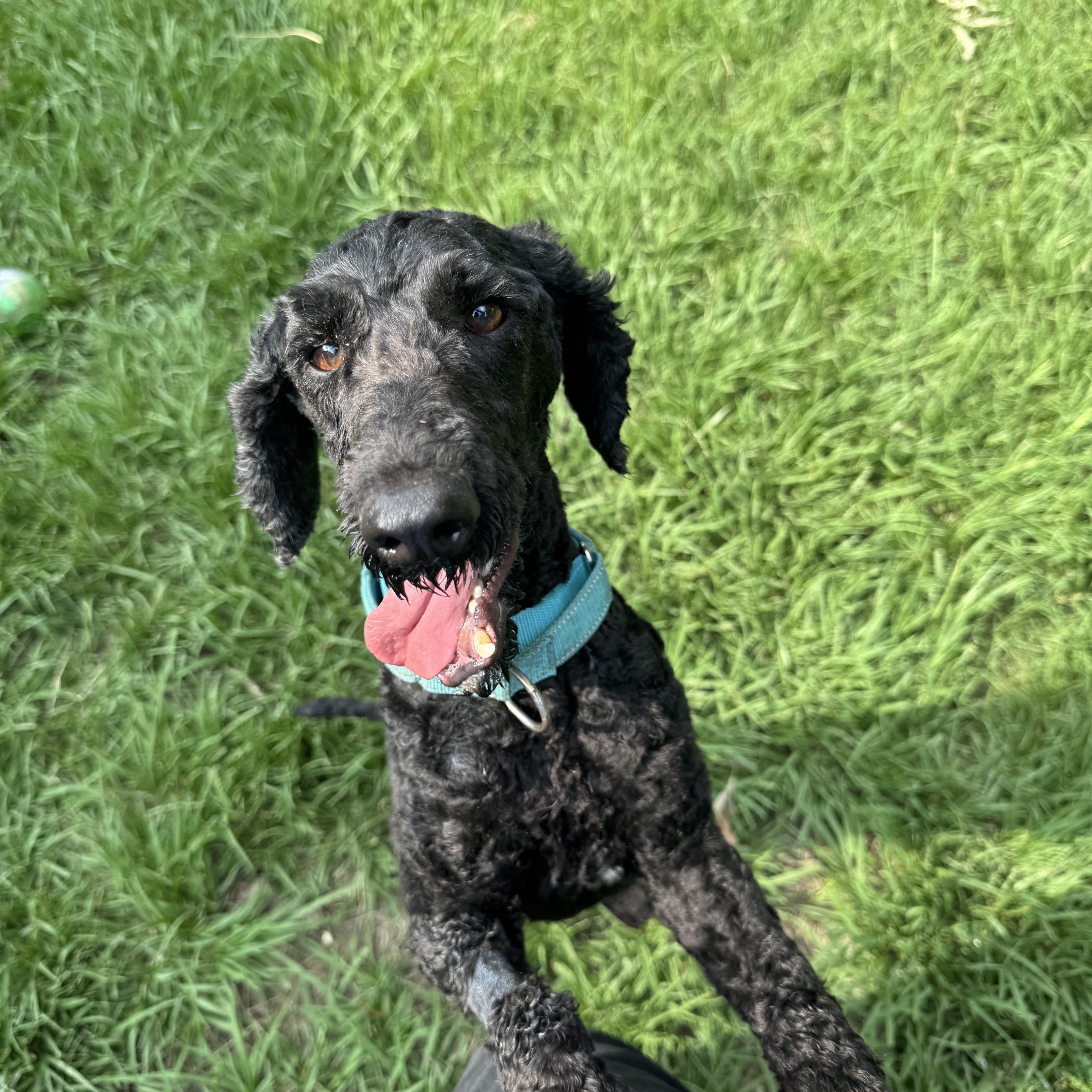 HashBrown, a ADOPTABLE Miniature Poodle in Baker, LA image 4/6