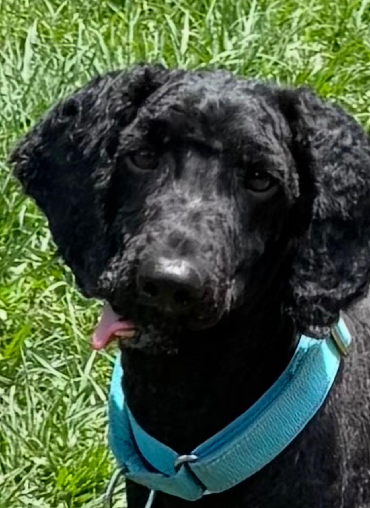 HashBrown, a ADOPTABLE Miniature Poodle in Baker, LA image 5/6