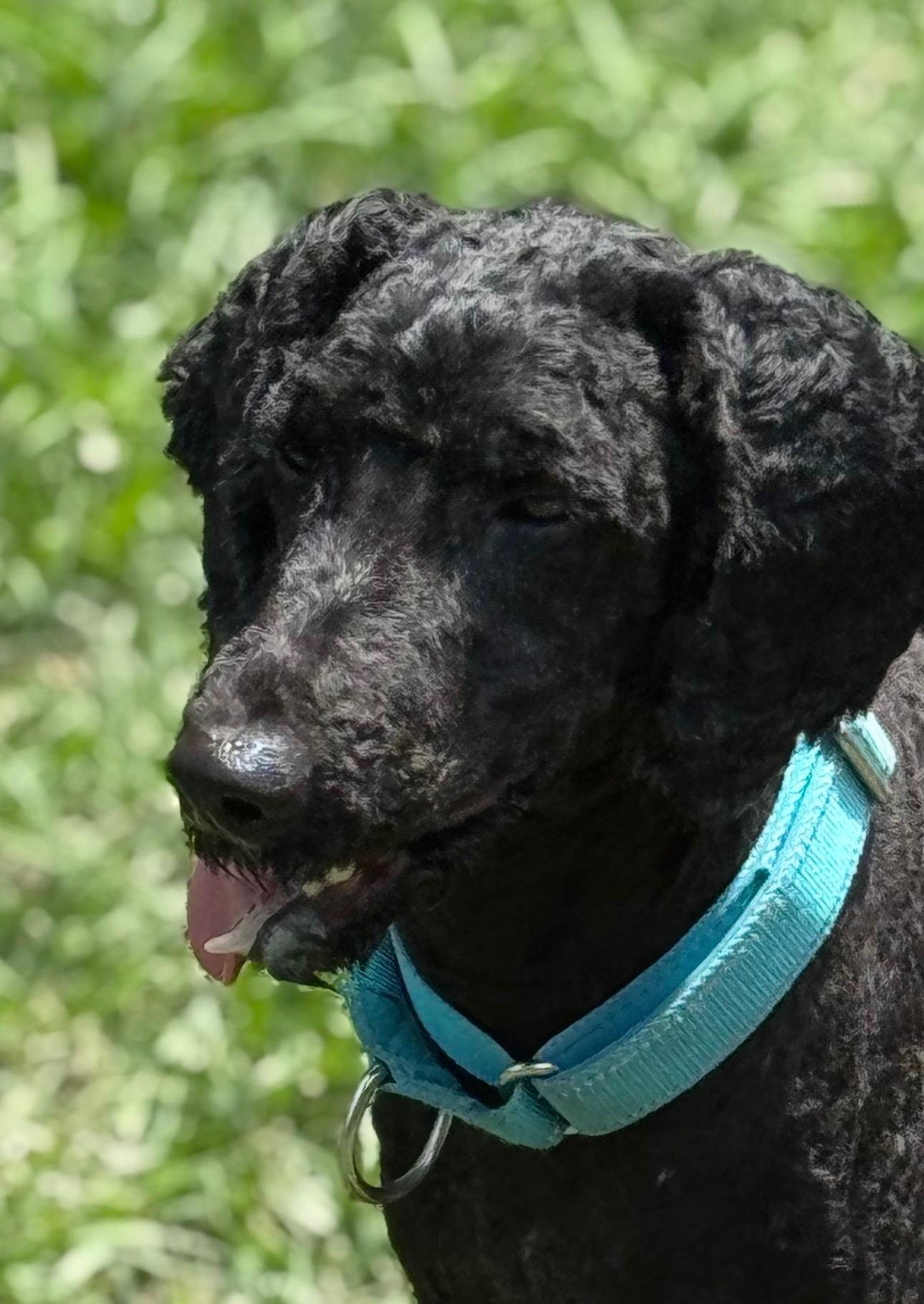 HashBrown, a ADOPTABLE Miniature Poodle in Baker, LA image 2/6