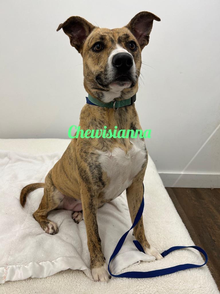 Chewisianna, Adoptable, Adult Female Mountain Cur.