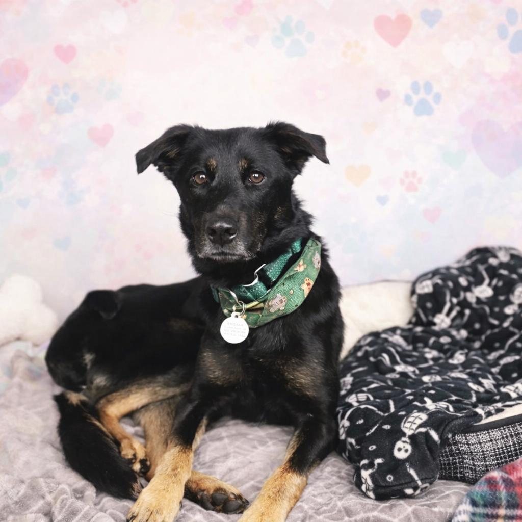 Zara, Adoptable, Adult Female German Shepherd Dog.